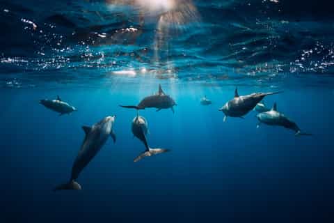 Moorea: Whale and Dolphin Watching