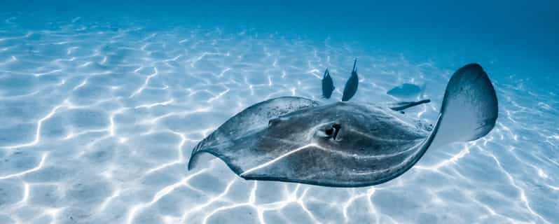 Moorea : Observation Des Baleines Et Des Dauphins | GetYourGuide