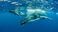 Moorea, Whale and Dolphin Watching - Hizvo