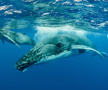Moorea: Whale Swimming Boat Trip