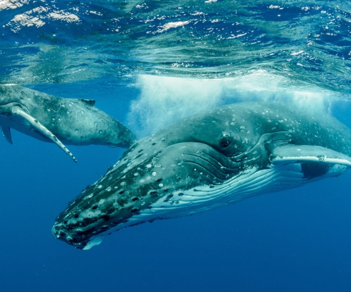 Moorea: Avistamiento de ballenas y delfines