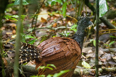 Uvita: Corcovado Rainforest & Wildlife Adventure