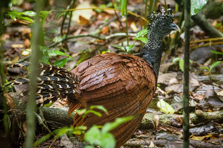 Uvita: Corcovado Rainforest & Wildlife Adventure