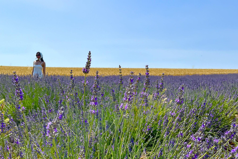 Z Awinionu: lawendowa wycieczka do Valensole i SaultZ Awinionu: całodniowa wycieczka po Valensole