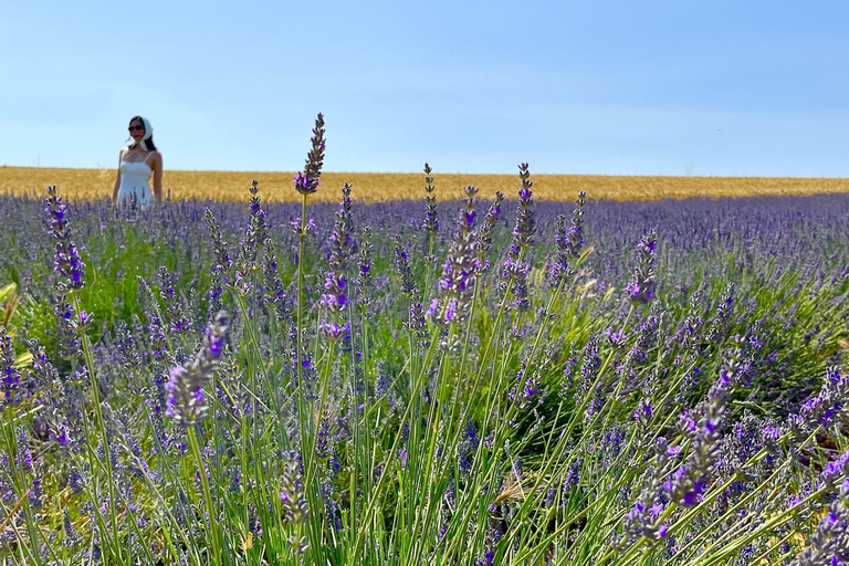 Z Awinionu: lawendowa wycieczka do Valensole i SaultZ Awinionu: całodniowa wycieczka po Valensole