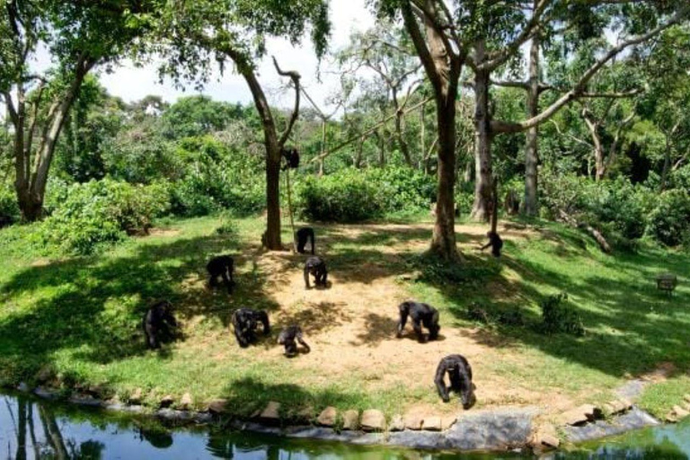 Entebbe: 2-Day City Tour with Wildlife & Lake Victoria
