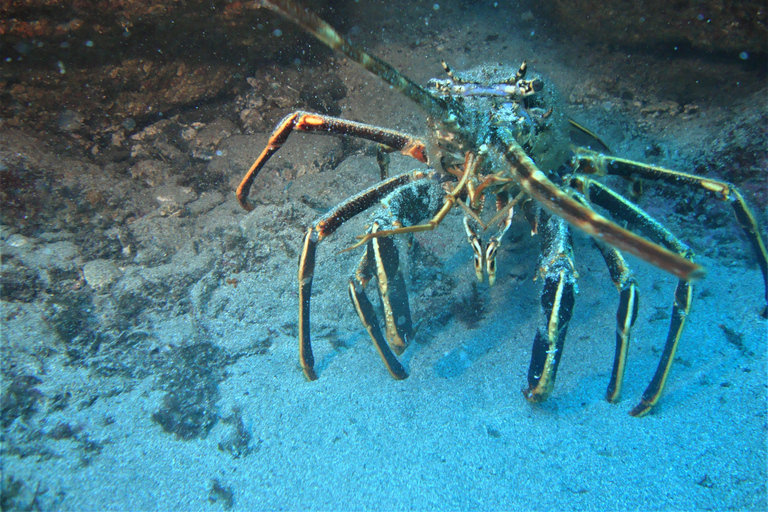 Terceira: Angra do Heroísmo Scuba Diving Tour con 2 immersioni