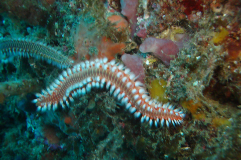 Terceira: Angra do Heroísmo Scuba Diving Tour con 2 immersioni