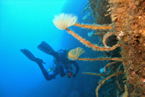 Terceira: Angra do Heroísmo Scuba Diving Tour med 2 dyk