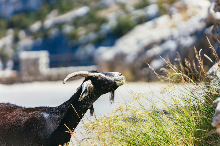 Nice: Gorges of Verdon and Fields of Lavender TourShared Tour