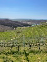 Tour di degustazione di Durres & Wine - Housity