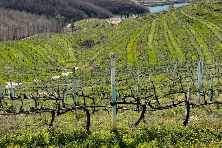 Durres e tour de degustação de vinhosDe Tirana: excursão de degustação de vinhos Durres e Lalzi Bay