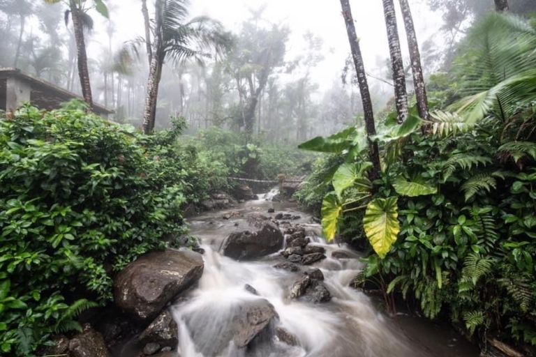 Von San Juan: El Yunque National Rainforest Halbtagestour