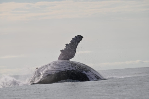 Cali: Whale Watching Experience with Breakfast and Lunch