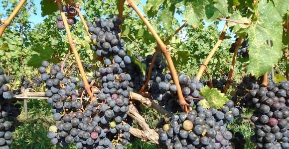 Individuelle private Weingut-Tagestour Niagara Falls, Kanada