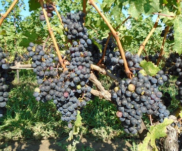 Niagara Falls, Canada: Full-Day Private Winery Tour