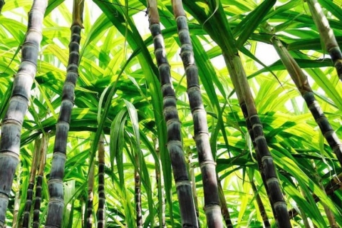 Cali: farma trzciny cukrowej i jednodniowa wycieczka do hacjendy El Paraiso