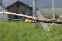 Domodossola, Ossola Valley Winery Tour with Tastings - Housity