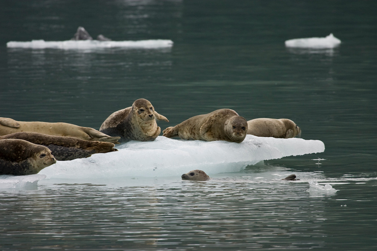From Valdez: 7.5-hour Meares Glacier & Wildlife Cruise