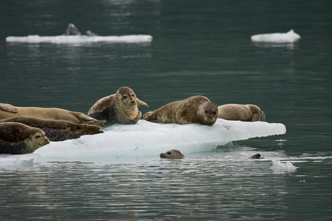 Valdez: 6-Hour Columbia Glacier Cruise