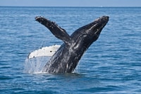 Valdez, Cruise del ghiacciaio Columbia di 6 ore - Housity