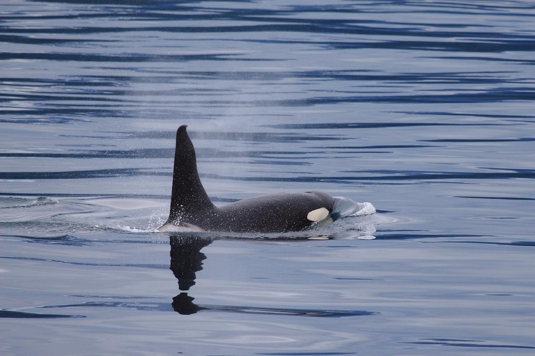 Valdez: 6-Hour Columbia Glacier Cruise
