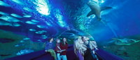 Perth, AQWA Aquarium of Western Australia Entradas - Hizvo
