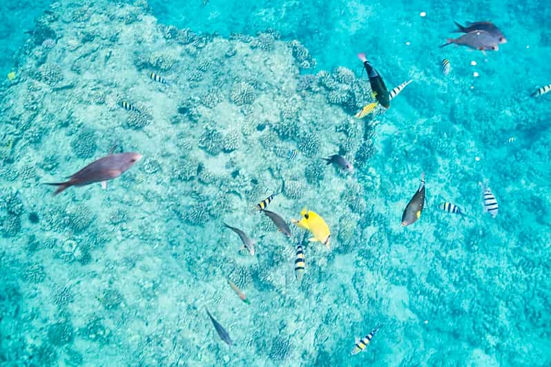 Ouest D O Ahu Croisi Re En Catamaran Pour Observer Les Dauphins Et