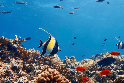 Punta Cana Catalina Island Scuba Diving & Beach Escape