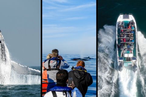 Knysna: visite d'observation des baleines en bateau