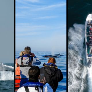 Найсна: тур по наблюдению за китами с близкого расстояния на лодке