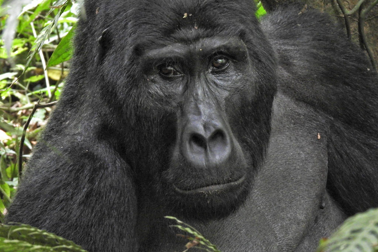 Uganda: 3 Tage Gorilla-Tracking und Batwa-Kulturwanderung3b Tage Uganda unglaubliches Gorilla Tracking Erlebnis