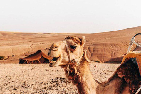 Marrakesh: Agafay Desert Camel Ride and ATV Tour