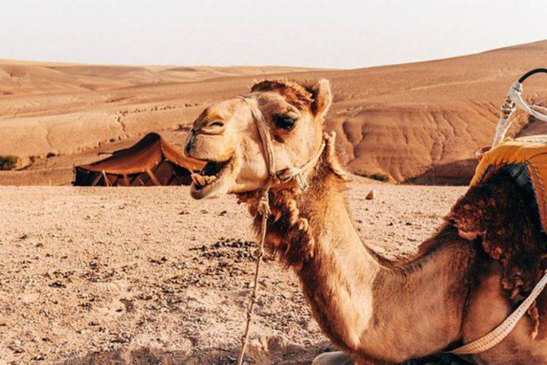 Marrakesh: giro in cammello nel deserto di Agafay e tour in ATVMarrakech: giro in cammello nel deserto di Agafay e tour in quad