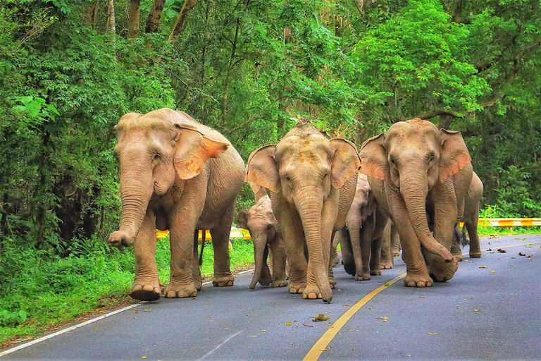 Bangkok: excursión de un día al Parque Nacional Khao Yai con paseo a caballoCompartido 1 día Parque Nacional Khao Yai y Equitación