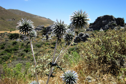 Ab Rethymno: Wanderung zum Palmenwald von Preveli und Tagesausflug zum Strand