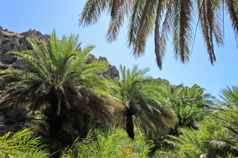 De Réthymnon: randonnée dans la forêt de palmiers de Preveli et excursion d'une journée à la plage