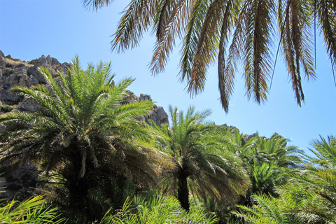 From Rethymno: Preveli Palm Forest Hike and Beach Day Trip