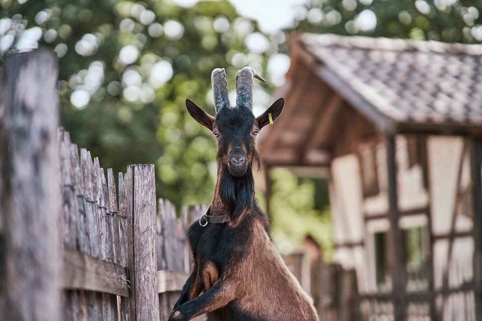Ticocchie di Colonia, Zoo di Colonia e Acquario - Housity