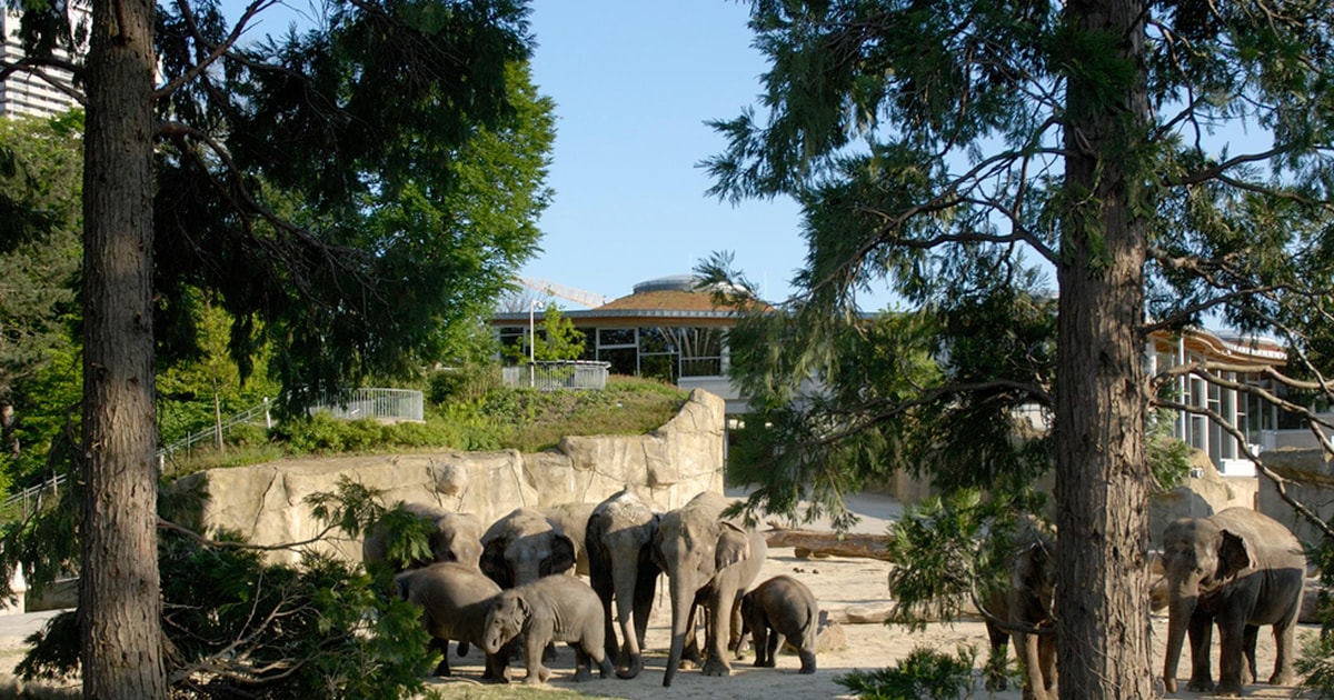 Spannende Zoo Koln Groupon Ebenbild