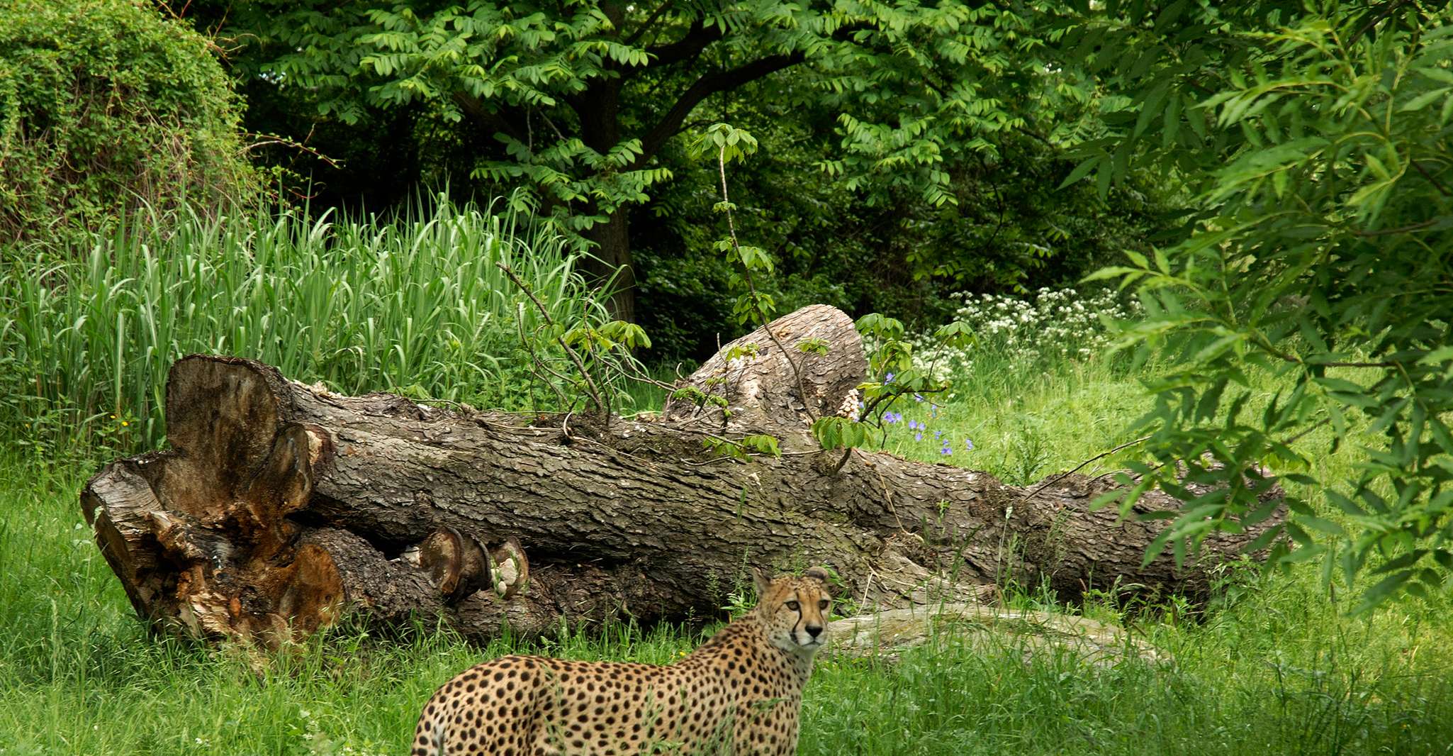 Ticocchie di Colonia, Zoo di Colonia e Acquario - Housity
