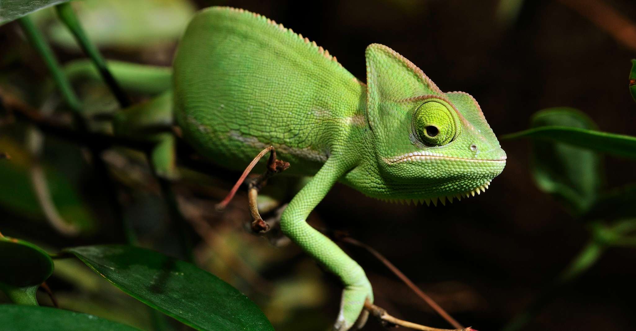 Ticocchie di Colonia, Zoo di Colonia e Acquario - Housity