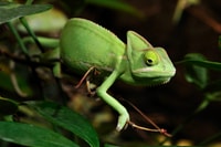 Кельн, Кельнский зоопарк и билет в аквариум - Housity