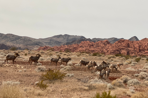 Las Vegas: visite du parc d&#039;état Valley Of FireVisite privée