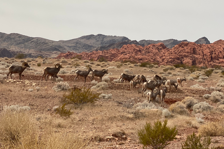 Las Vegas: visite du parc d&#039;état Valley Of FireVisite privée