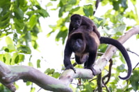 Monkey - Estuary Kayak Tour Tamarindo, Guanacaste - Hizvo