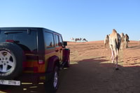 Dubai, Desert Safari, Quad Bike, Kamelfahrt und Sandboarding - Housity