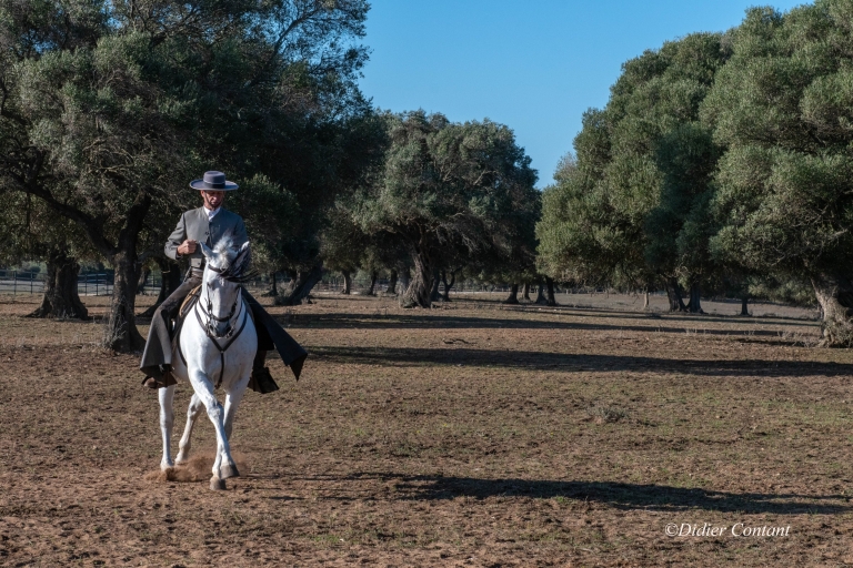 Cádiz: Espectáculo Campestre de Caballos y Toros AndalucesCádiz: espectáculo nacional de caballos y toros andaluces