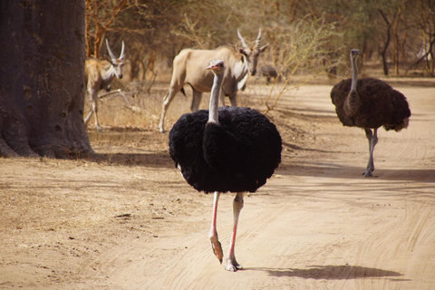 Z Dakaru: Wycieczka 1-dniowa do parku Bandia i laguny SomoneJednodniowa wycieczka do parku Bandia i Somone