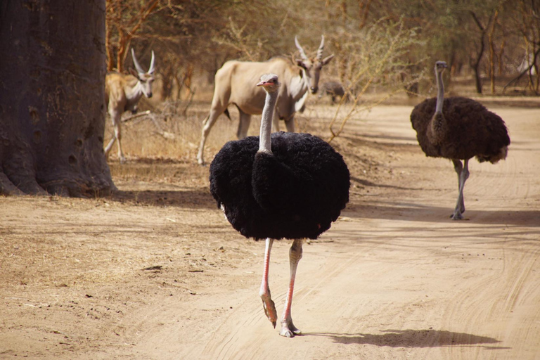 Z Dakaru: Wycieczka 1-dniowa do parku Bandia i laguny SomoneJednodniowa wycieczka do parku Bandia i Somone